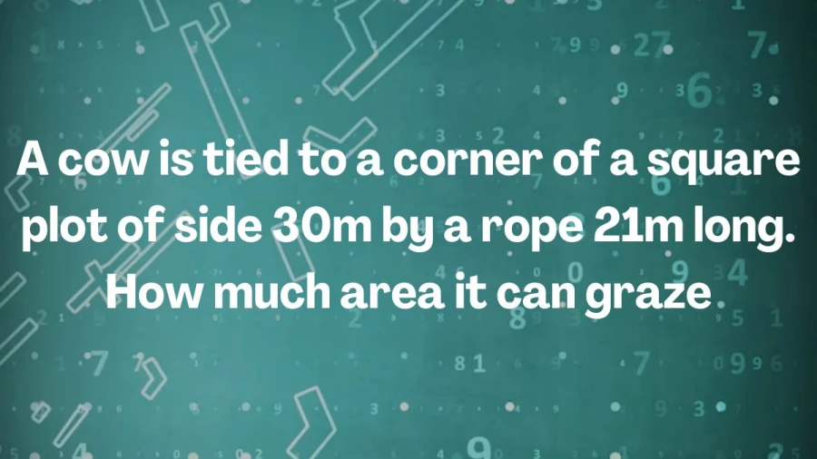 Explore how much land a cow can graze on when it's tied to one corner of a 30m by 30m square area with a 21m rope.